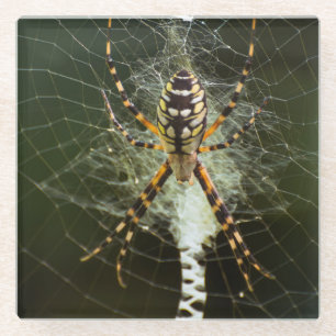 Yellow garden spider on web in dark glass coaster