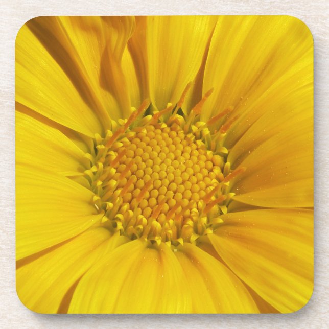 Yellow Gazania Coaster (Front)