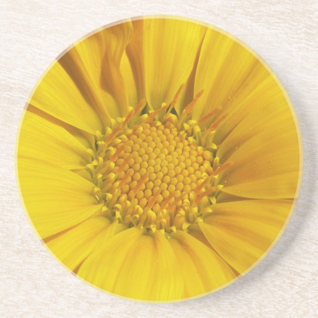 Yellow Gazania Coaster (Front)
