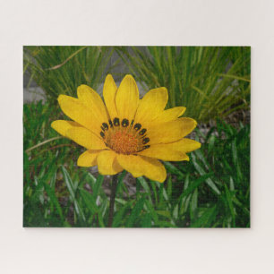 Yellow Gazania Daisy Flower Jigsaw Puzzle