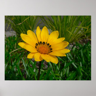 Yellow Gazania Daisy Flower Poster
