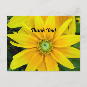 Yellow Gazania Thank You Postcard