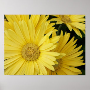 Yellow Gebera Daisies Poster
