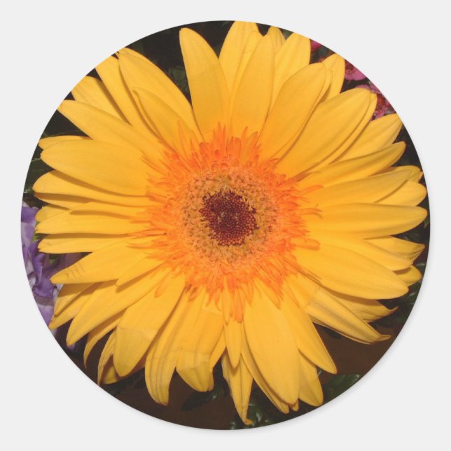 Yellow Gerber Daisy Classic Round Sticker (Front)