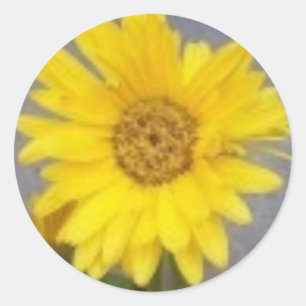 Yellow Gerber Daisy Sticker