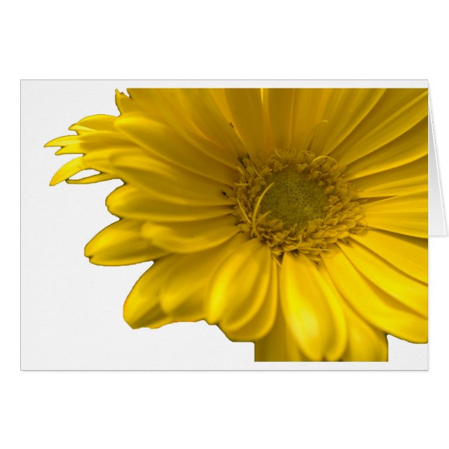 Yellow Gerbera Daisy (Front Horizontal)