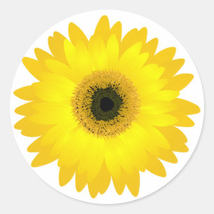 Yellow Gerbera Daisy Classic Round Sticker