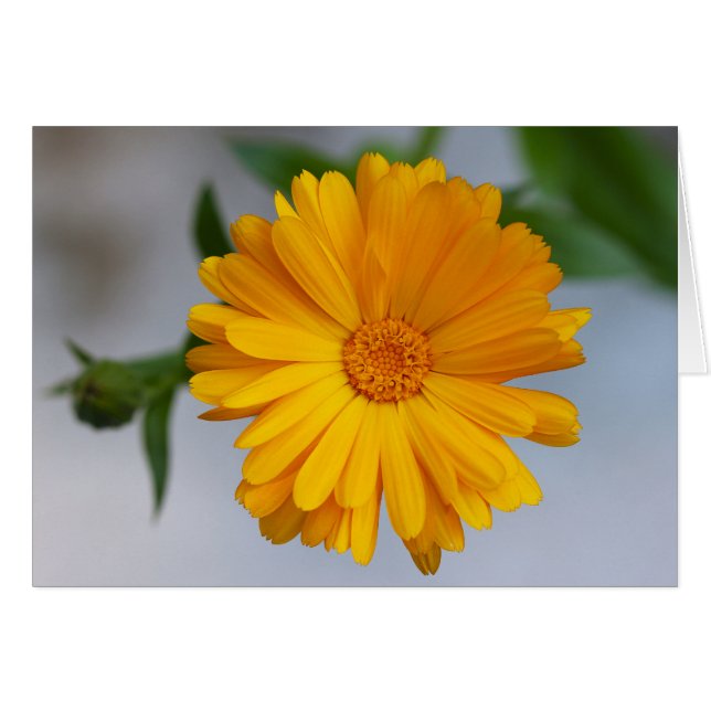 Yellow Gerbera Daisy Wildflower (Front Horizontal)
