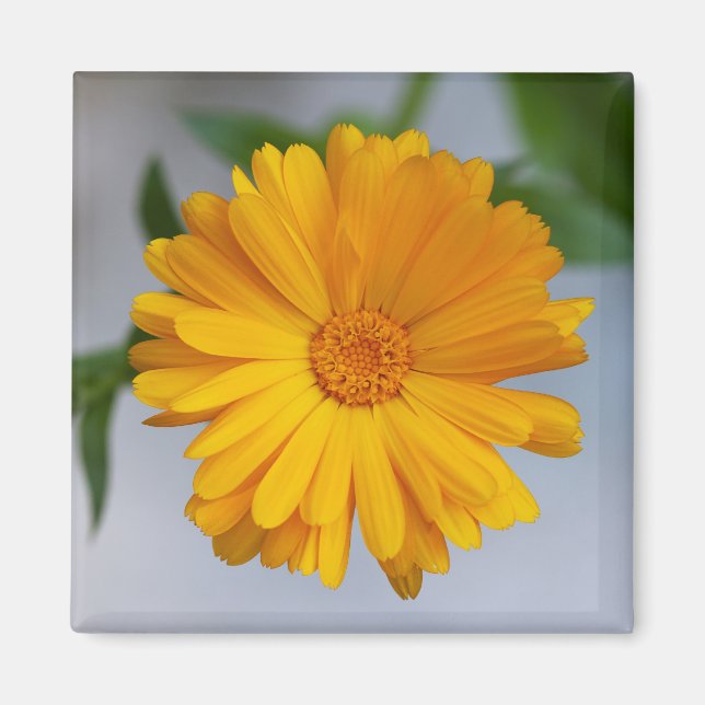 Yellow Gerbera Daisy Wildflower Magnet (Front)