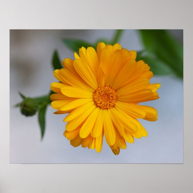 Yellow Gerbera Daisy Wildflower Poster (Front)