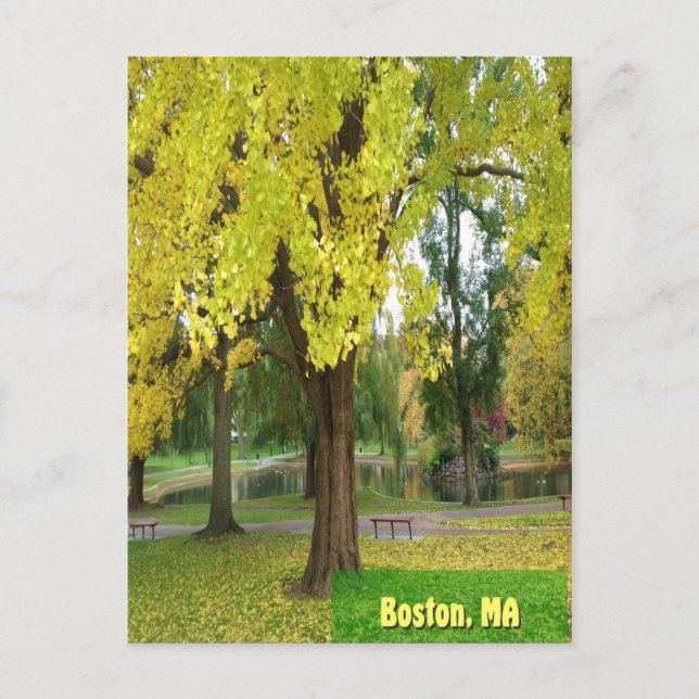 Yellow Gingko Tree - Boston Public Garden Postcard (Front)