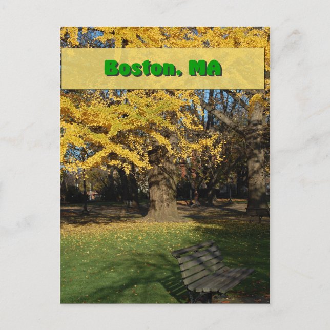 Yellow Gingko Tree Postcard (Front)