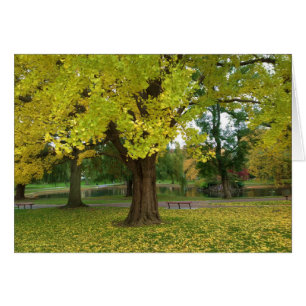 Yellow Ginkgo Tree in Boston Public Garden