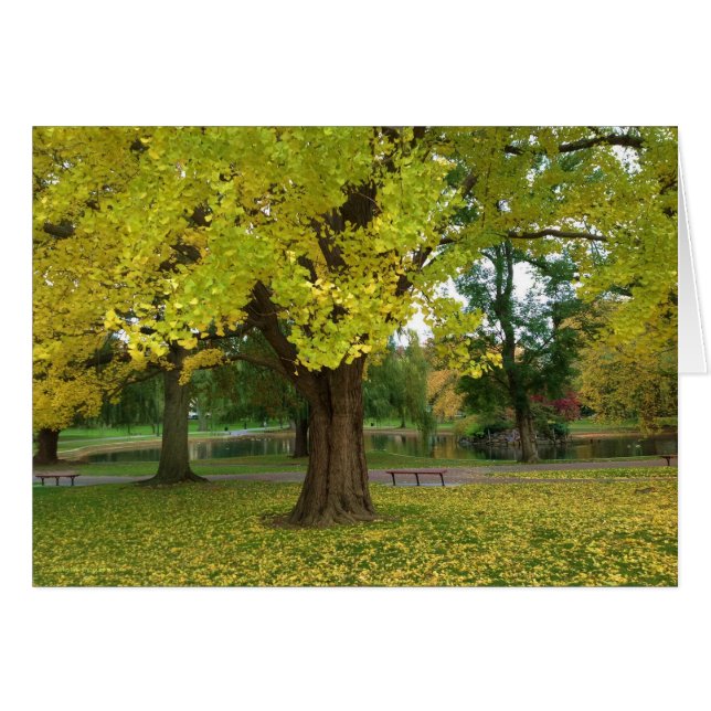 Yellow Ginkgo Tree in Boston Public Garden (Front Horizontal)