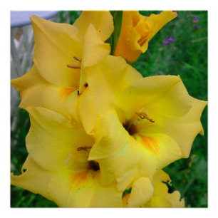 Yellow Gladiola Poster