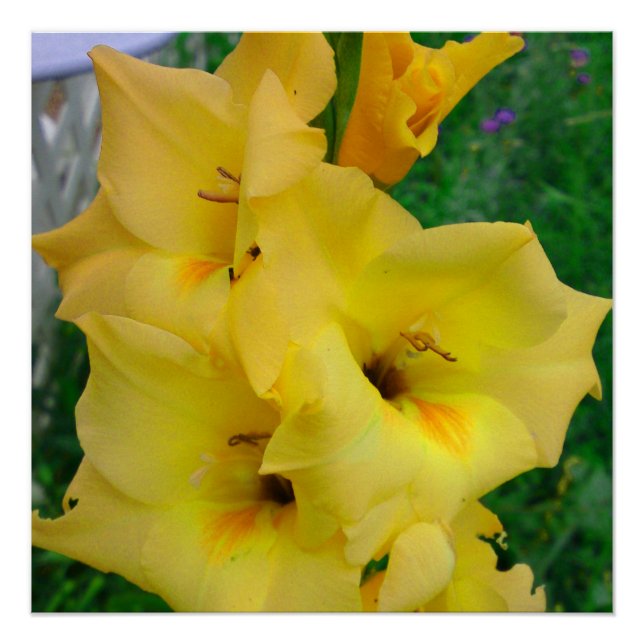 Yellow Gladiola Poster (Front)