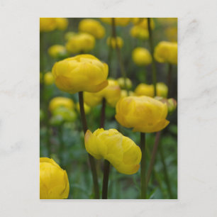 Yellow Globe Flower Postcard
