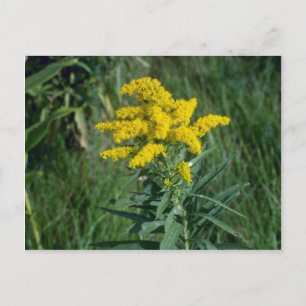 yellow Goldenrod (Solidago Sp.) flowers Postcard