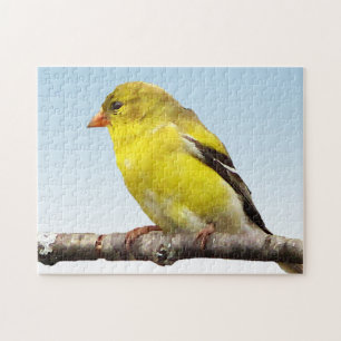 Yellow Goldfinch Bird on Blue Puzzle