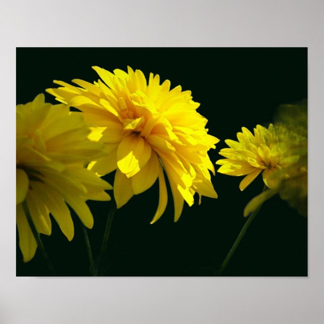 Yellow Goldquell Flowers In Sunshine Poster (Front)