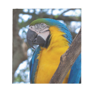 Yellow green and blue tropical Macaw Notepad