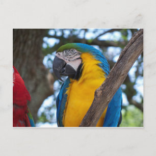 Yellow green and blue tropical Macaw Postcard