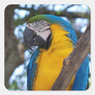 Yellow green and blue tropical Macaw Square Sticker
