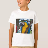 Yellow green and blue tropical Macaw