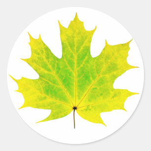 Yellow green maple leaf classic round sticker