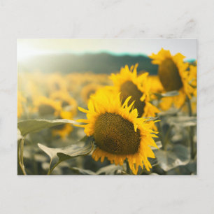 Yellow Hardy Sunflower Art Best Sunflower Photos Postcard