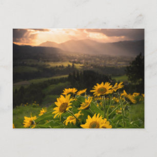 Yellow Hardy Sunflower Art Best Sunflower Photos Postcard