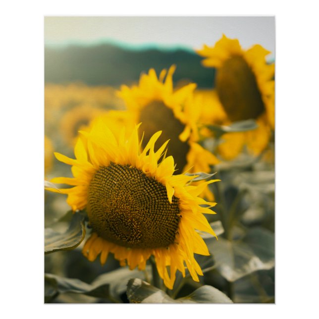 Yellow Hardy Sunflower Art Best Sunflower Photos Poster (Front)