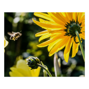 Yellow Hardy Sunflower Art Best Sunflower Photos Poster