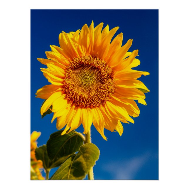Yellow Hardy Sunflower Best Sunflower Photos Poster (Front)
