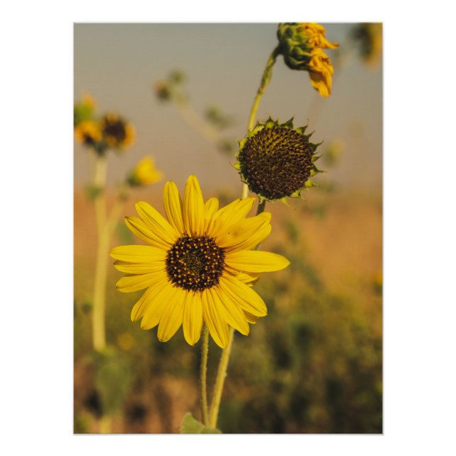 Yellow Hardy Sunflower Best Sunflower Photos Poster (Front)