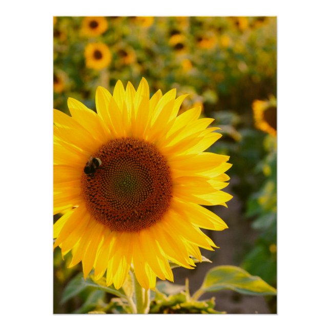 Yellow Hardy Sunflower Best Sunflower Photos Poster (Front)