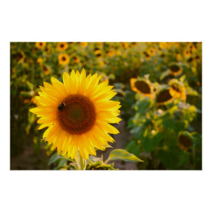 Yellow Hardy Sunflower Best Sunflower Photos Poster