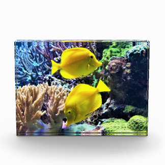 Yellow Hawaiian Tang Fish Photo Block