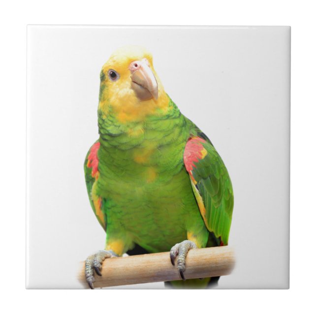 Yellow-headed amazon ceramic tile (Front)