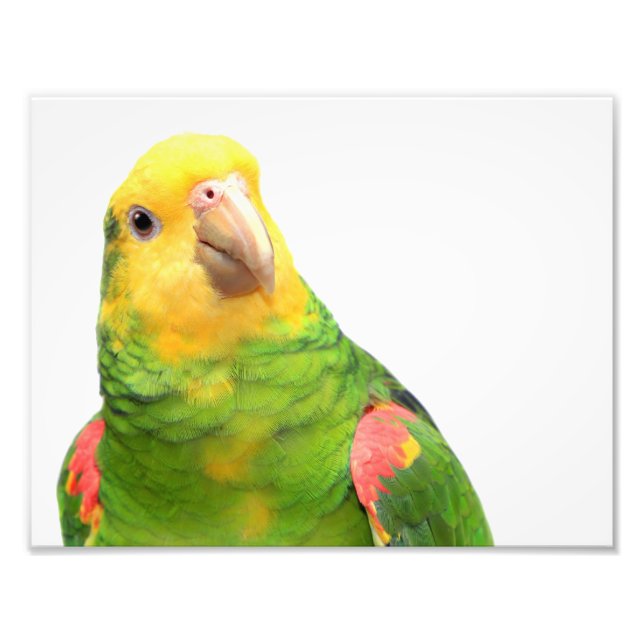 Yellow-headed amazon photo print (Front)