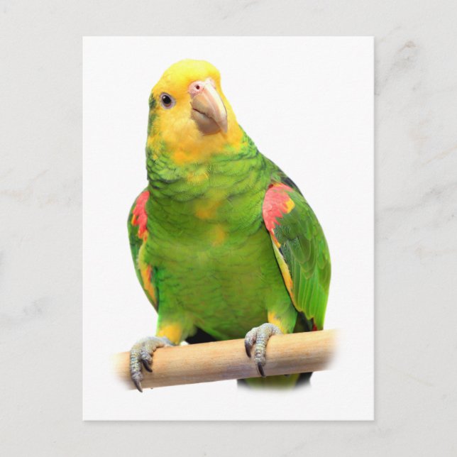 Yellow-headed amazon postcard (Front)