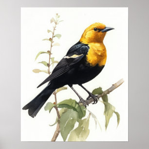 Yellow Headed Blackbird Bird Art Print Poster