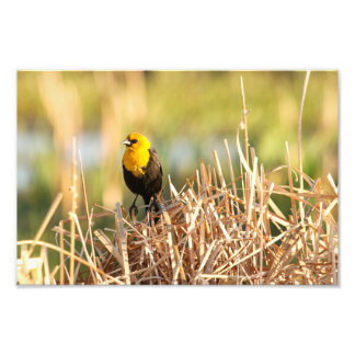 Yellow Headed Blackbird Photo Print