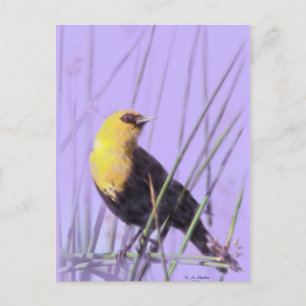 Yellow-Headed Blackbird...Postcard. Postcard