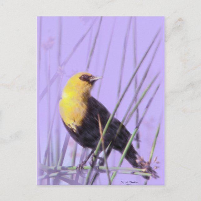 Yellow-Headed Blackbird...Postcard. Postcard (Front)