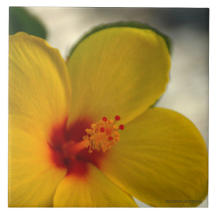 Yellow Hibiscus Ceramic Tile