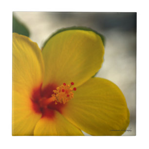 Yellow Hibiscus Ceramic Tile