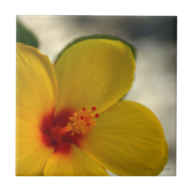 Yellow Hibiscus Ceramic Tile (Front)
