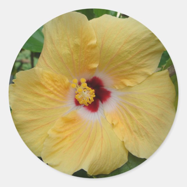 Yellow Hibiscus Classic Round Sticker (Front)