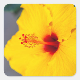 Yellow Hibiscus Close up Square Sticker